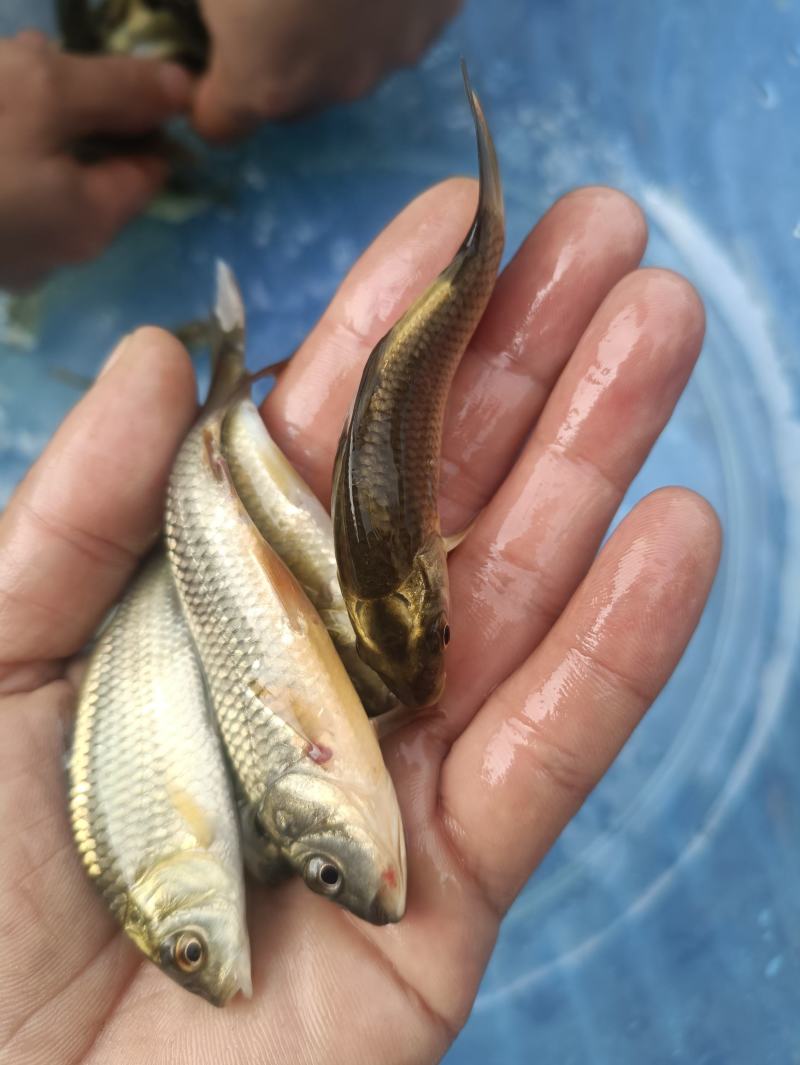 金背鲤鱼苗，大品种黄金鲤丰鲤鱼稻田鲤鱼苗淡水养殖