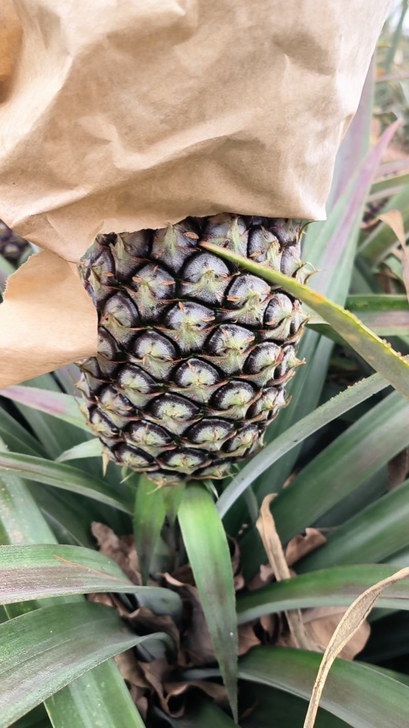 海南菠萝金钻香水