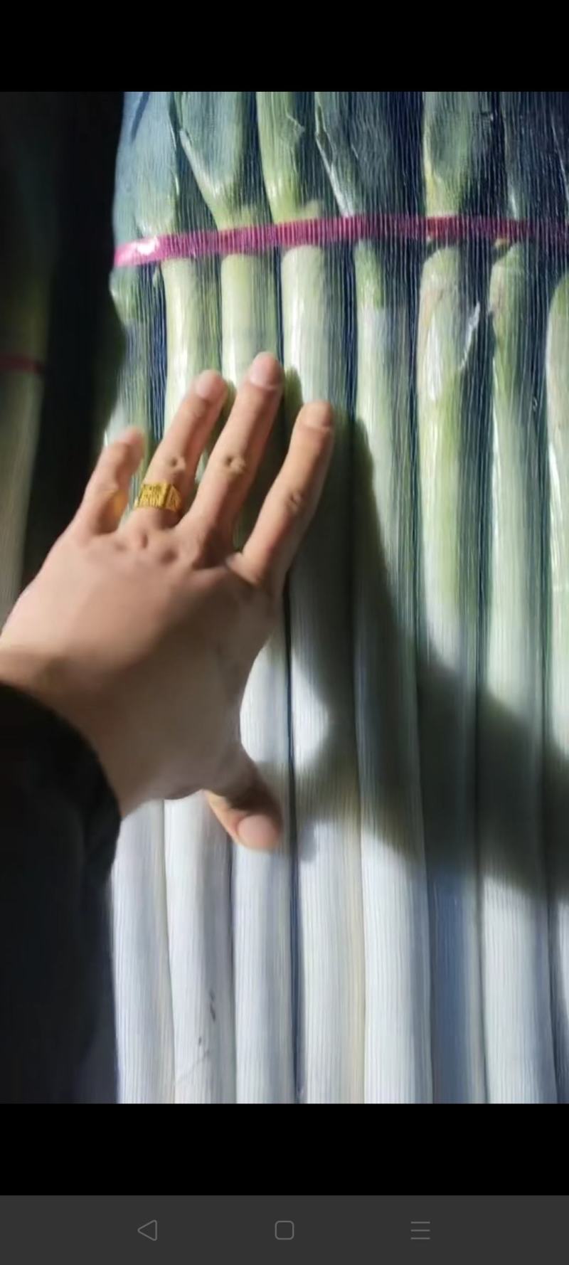 河北精品钢葱，产地货源，保质保量，价格便宜，欢迎来电