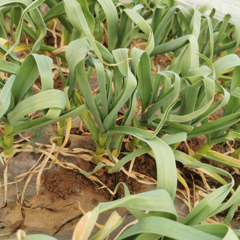 千亩优质鲜大蒜预售，欢迎各位老板来电洽谈合作，互利共赢。