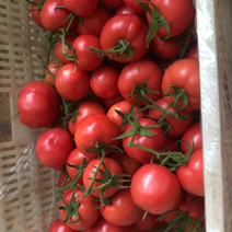 精品西红柿可供商超，产地直销，货源充足可常年供货量大从优