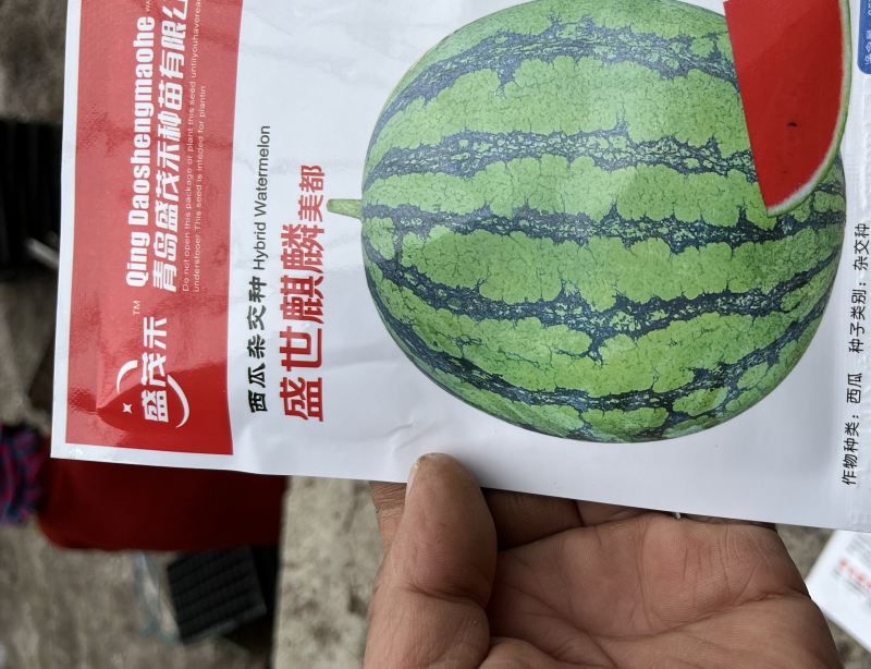 美都自根西瓜苗，品种纯，口感好，产量高，来电咨询，包售后