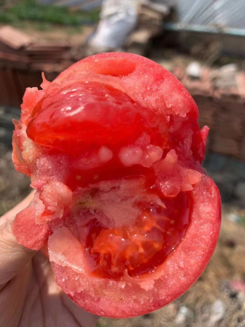 普罗旺斯西红柿成箱装大量上市口感好品质保障