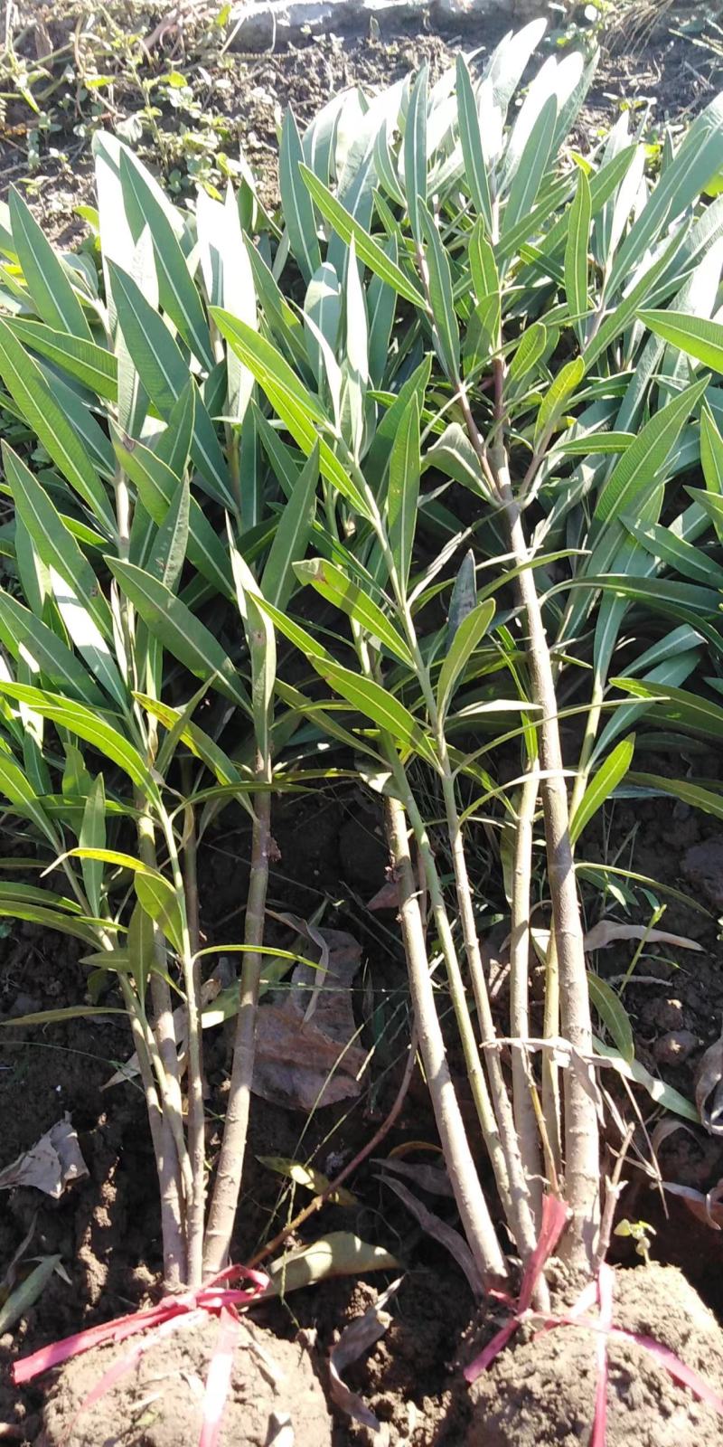夹竹桃，营养杯苗，自家苗圃种植，量大，50至2米高