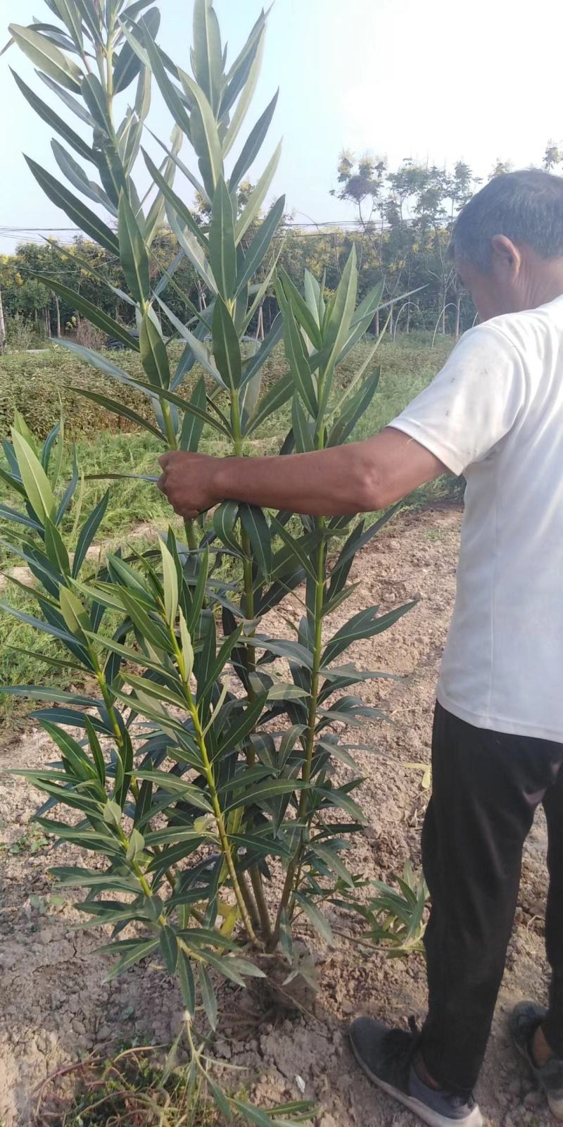 夹竹桃，营养杯苗，自家苗圃种植，量大，50至2米高