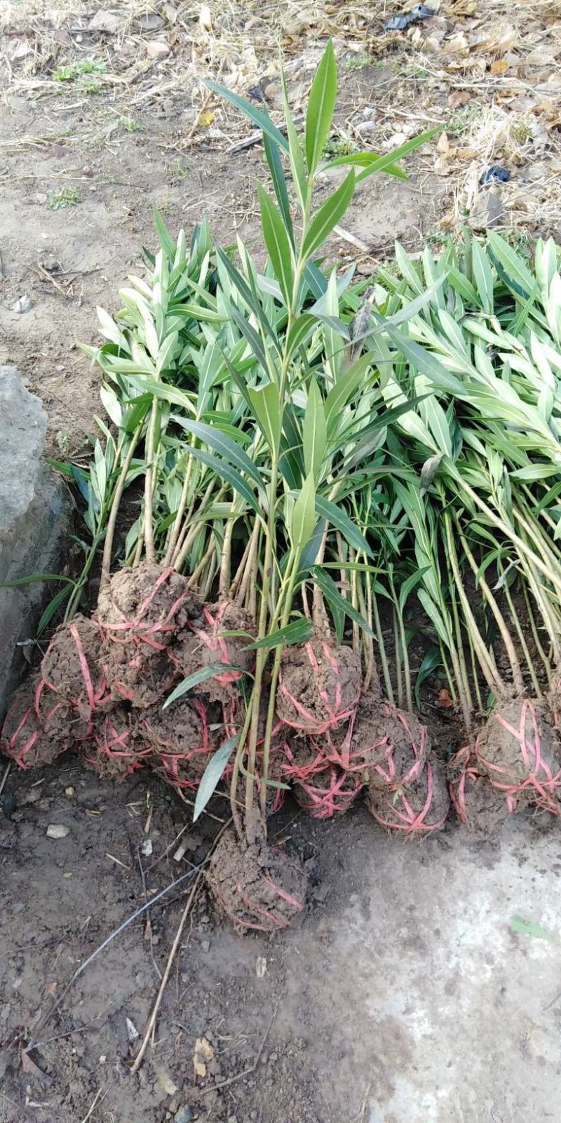 夹竹桃，营养杯苗，自家苗圃种植，量大，50至2米高