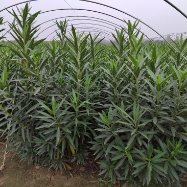 夹竹桃，营养杯苗，自家苗圃种植，量大，50至2米高