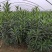 夹竹桃，营养杯苗，自家苗圃种植，量大，50至2米高