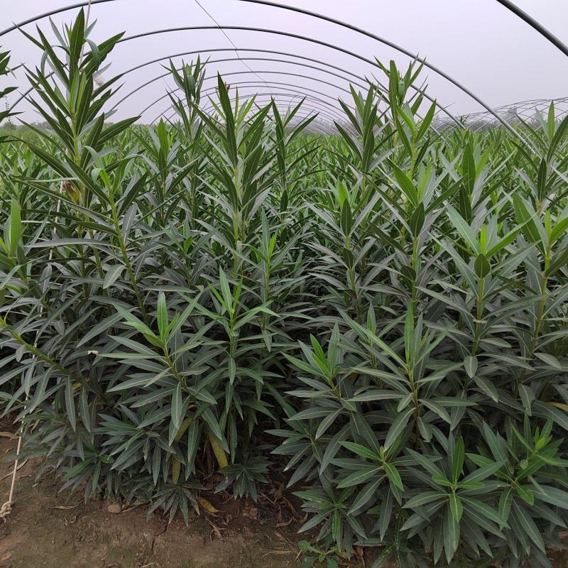 夹竹桃，营养杯苗，自家苗圃种植，量大，50至2米高