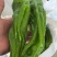 宁都芜湖椒，大棚薄皮苏椒五号，芜湖椒，301青椒