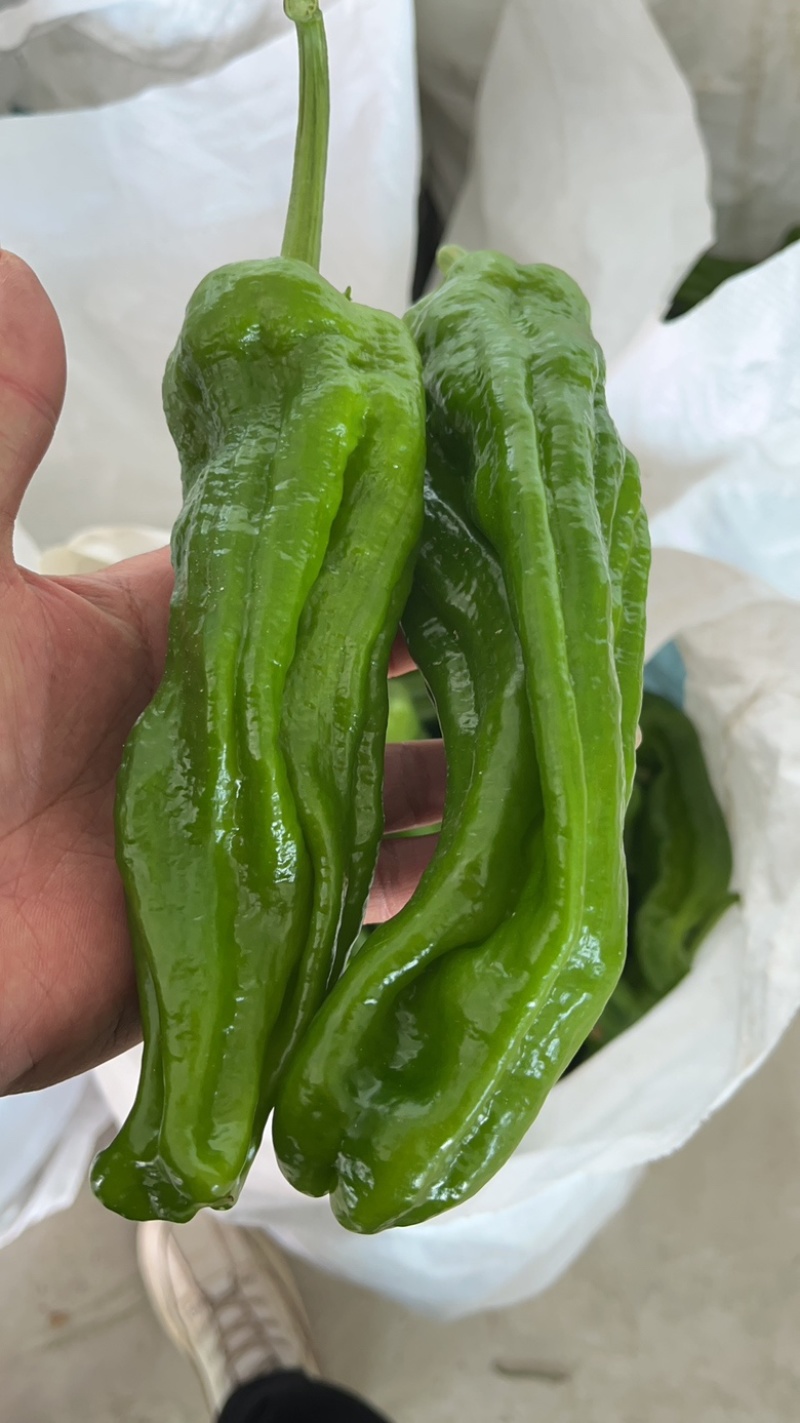 宁都芜湖椒，大棚薄皮苏椒五号，芜湖椒，301青椒