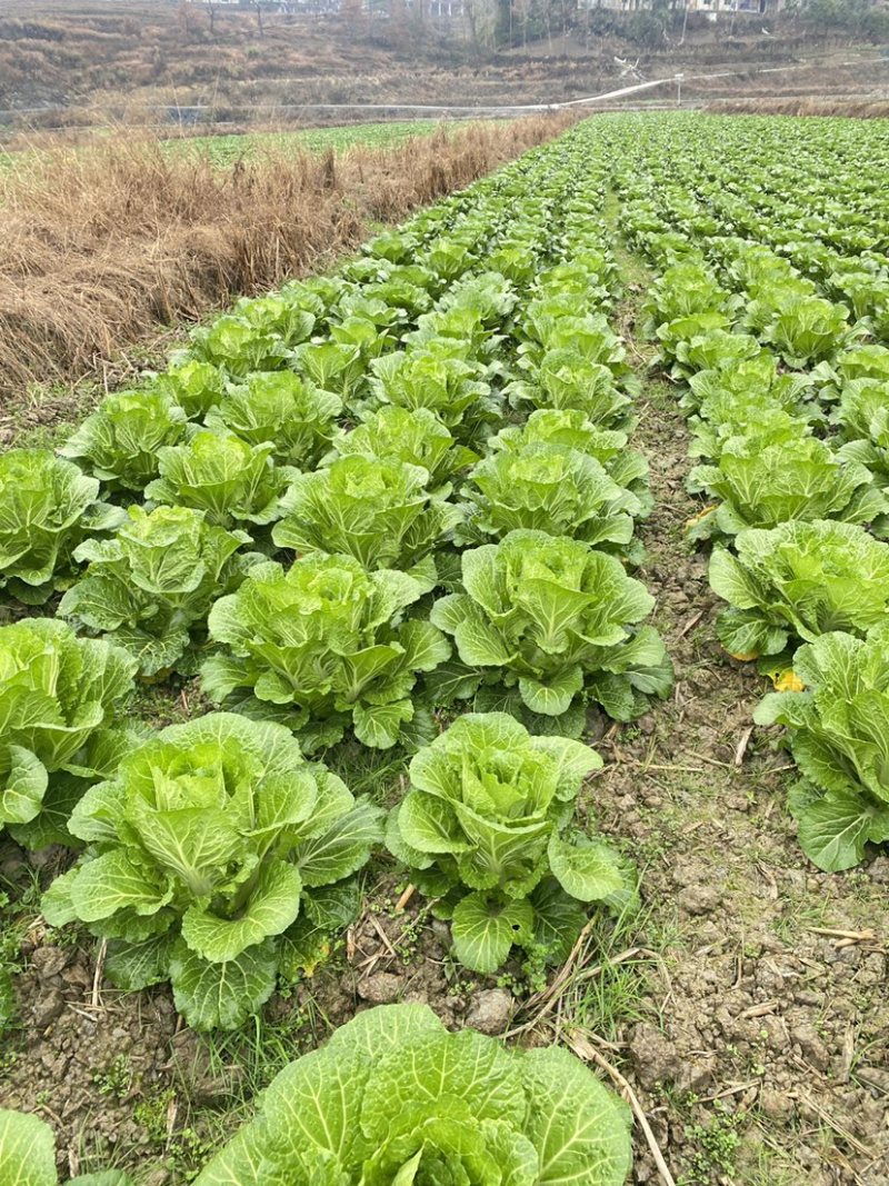 绿色有机无公害，青白菜