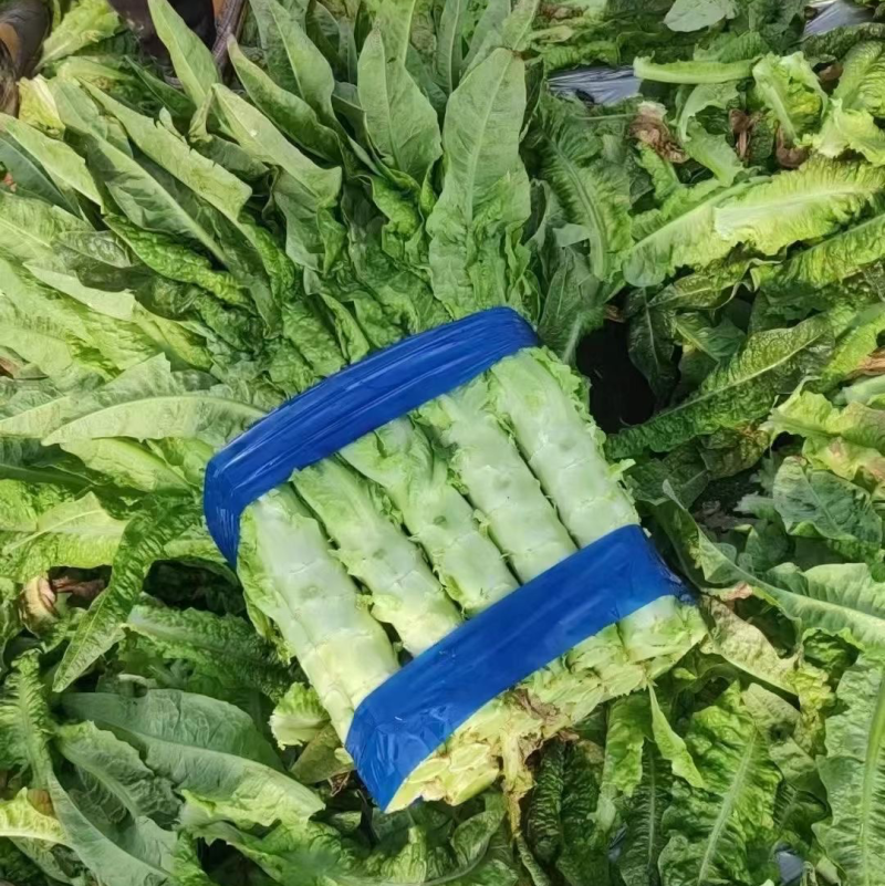 东台莴苣大量上市