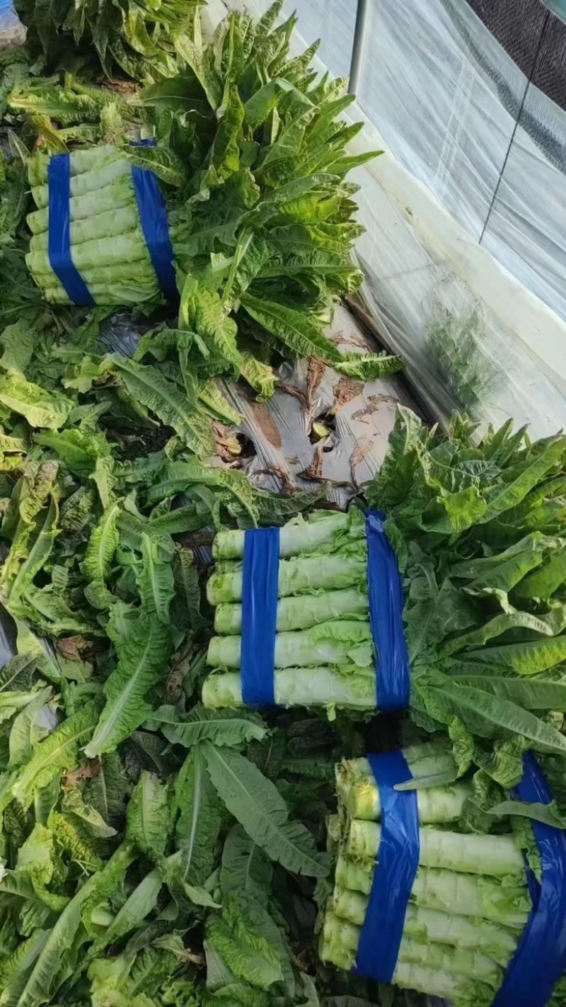 东台莴苣大量上市