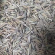 白燕麦种籽