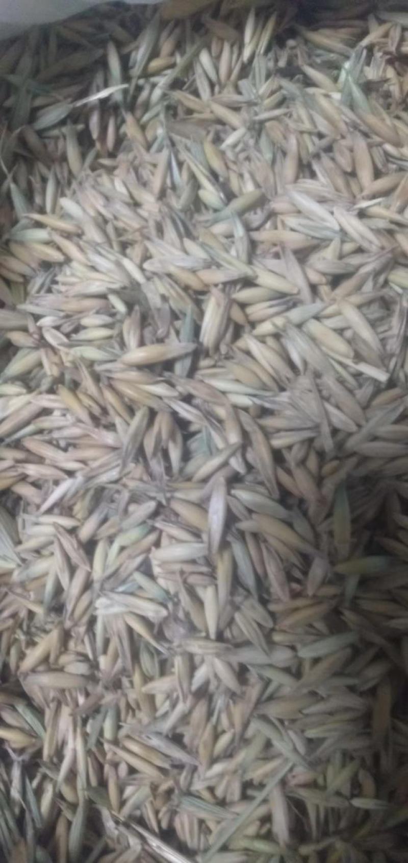 白燕麦种籽