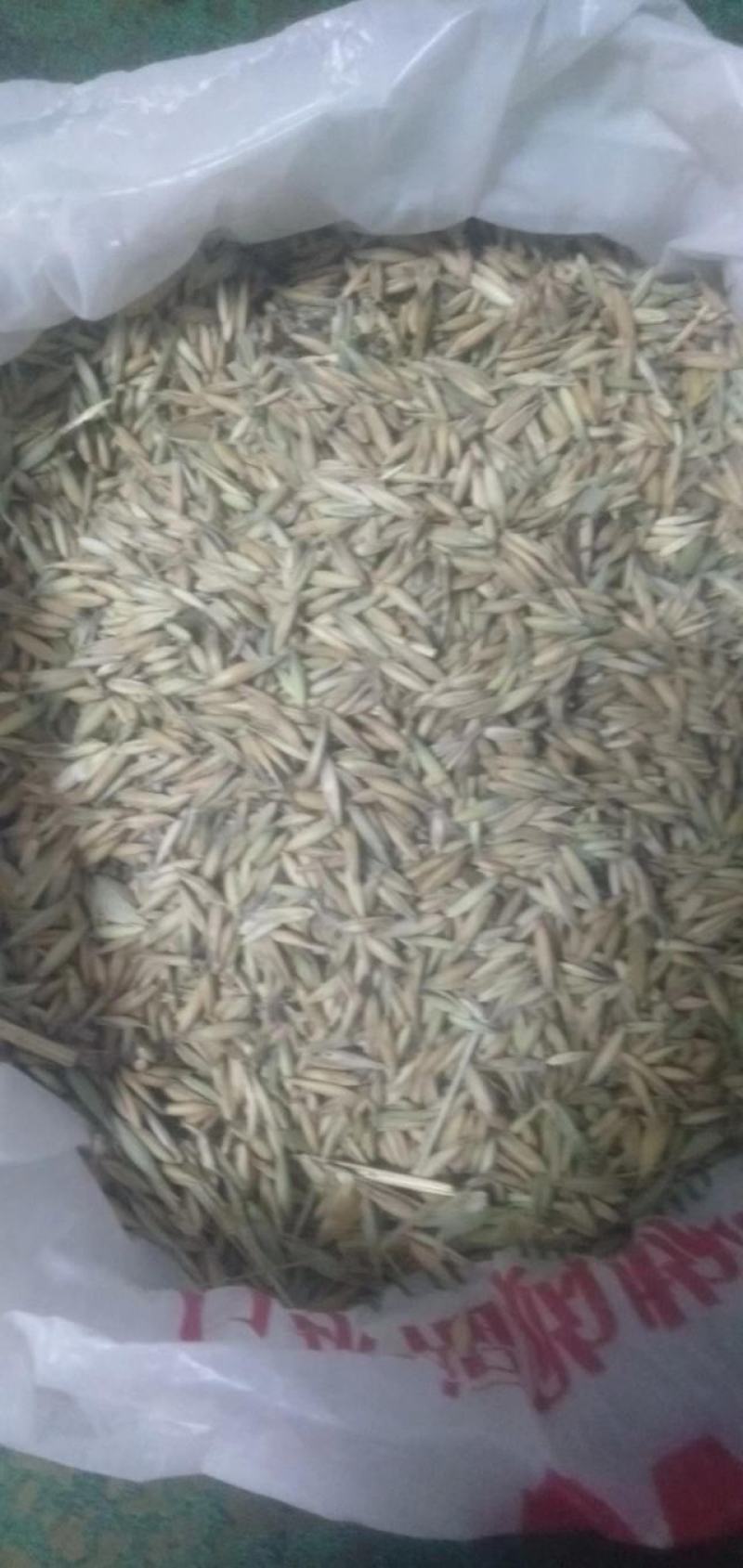 白燕麦种籽