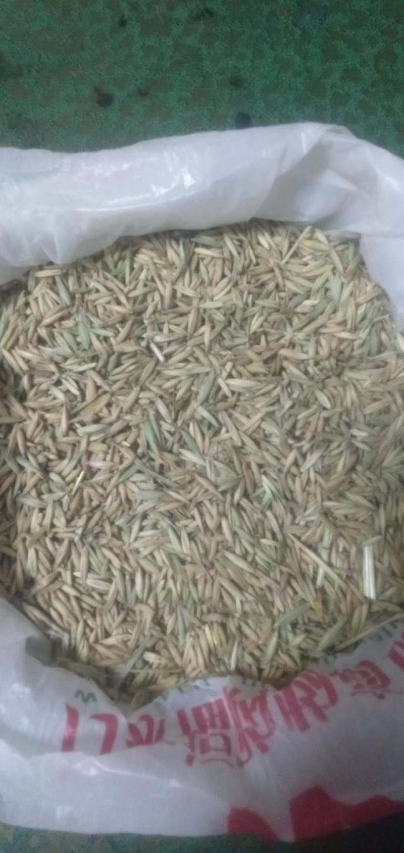 白燕麦种籽
