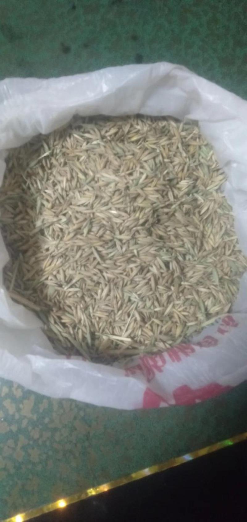 白燕麦种籽