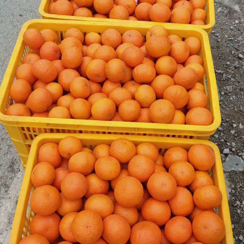 大量沃柑