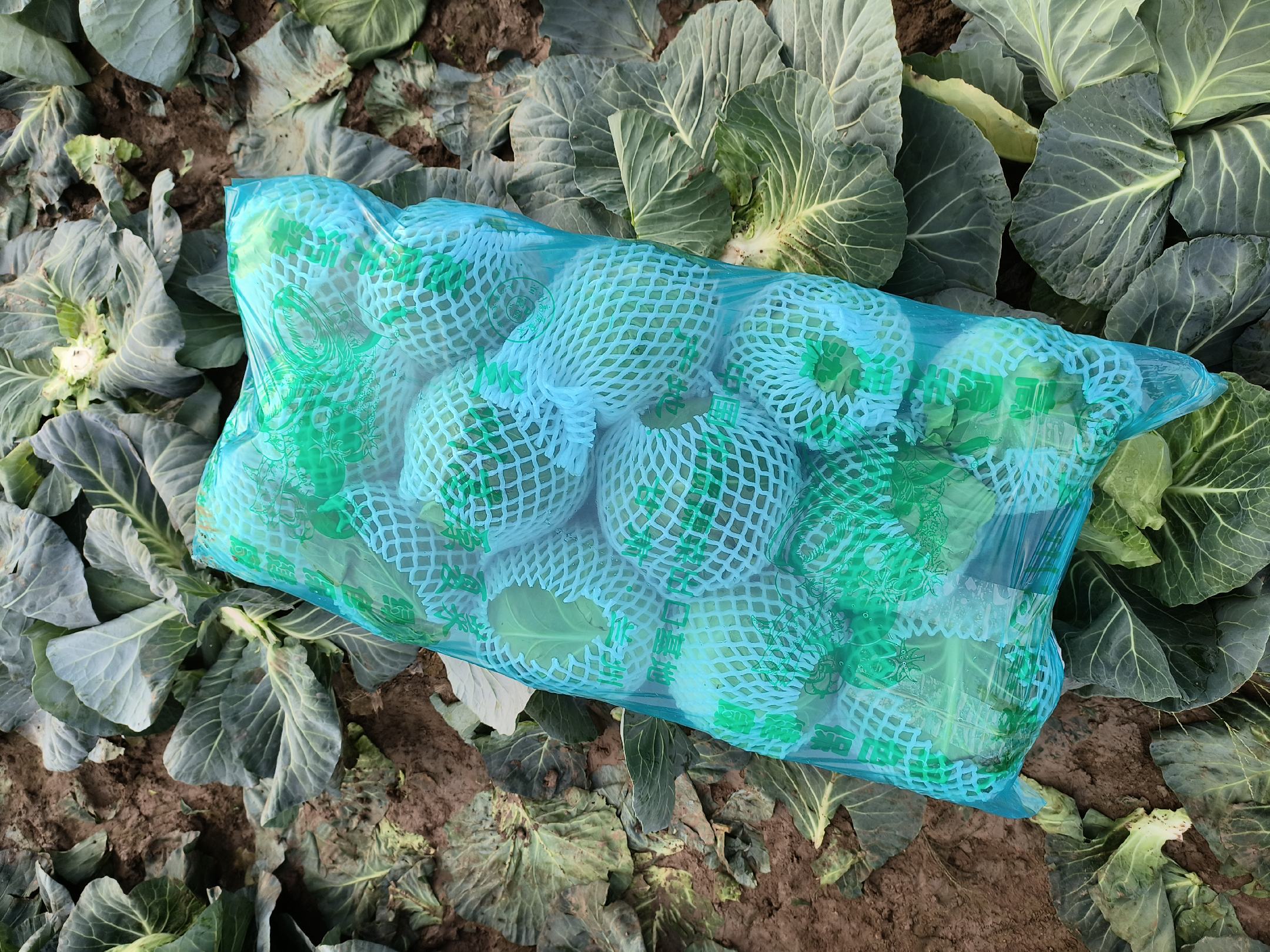 新鲜羽衣甘蓝叶片正在被放入榨汁机中进行榨汁操作 羽衣甘蓝榨汁过程展示