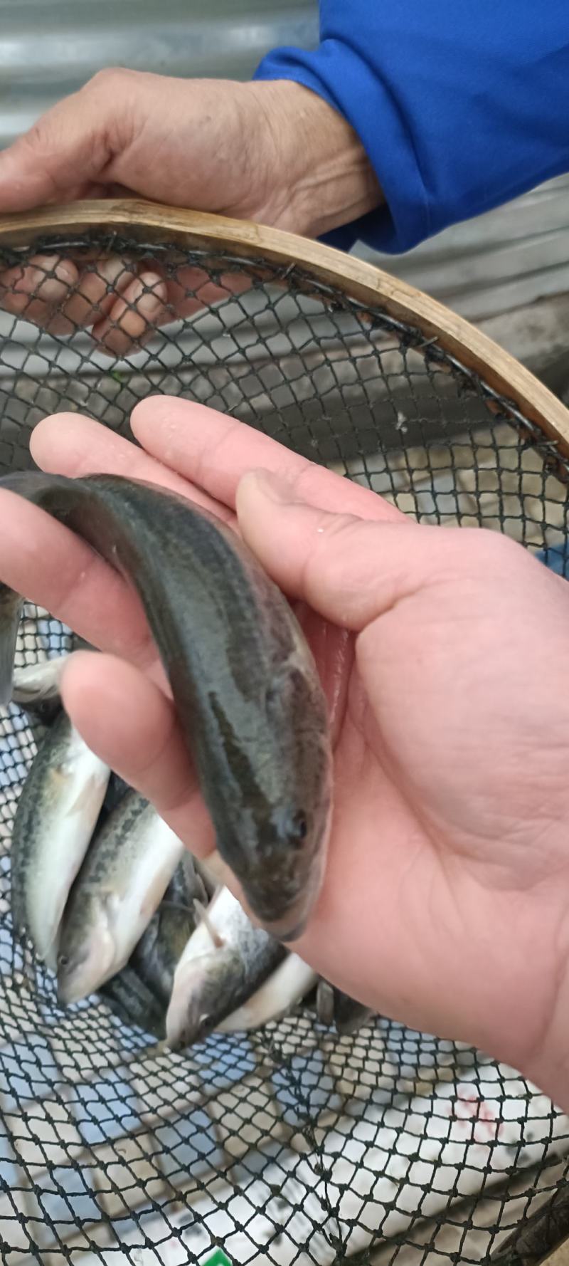 鲈鱼苗加州鲈鱼苗质量保证拉鱼水产包送到家