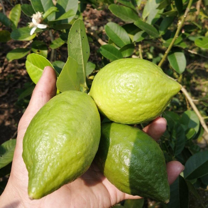 广东无籽香水柠檬