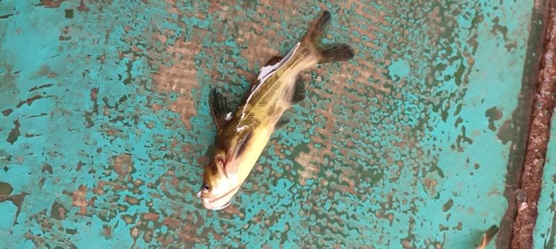优种黄骨鱼苗黄颡鱼苗昂刺鱼包回收包养殖技术包饲料