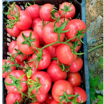 西红柿湖北高山硬粉西红柿番茄支持视频打款发货
