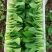 精品山东菏泽曹县上海青诚信经营量大价优规格齐全对接批发商