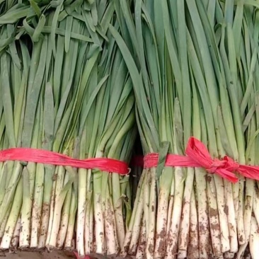 大叶韭菜精品上市