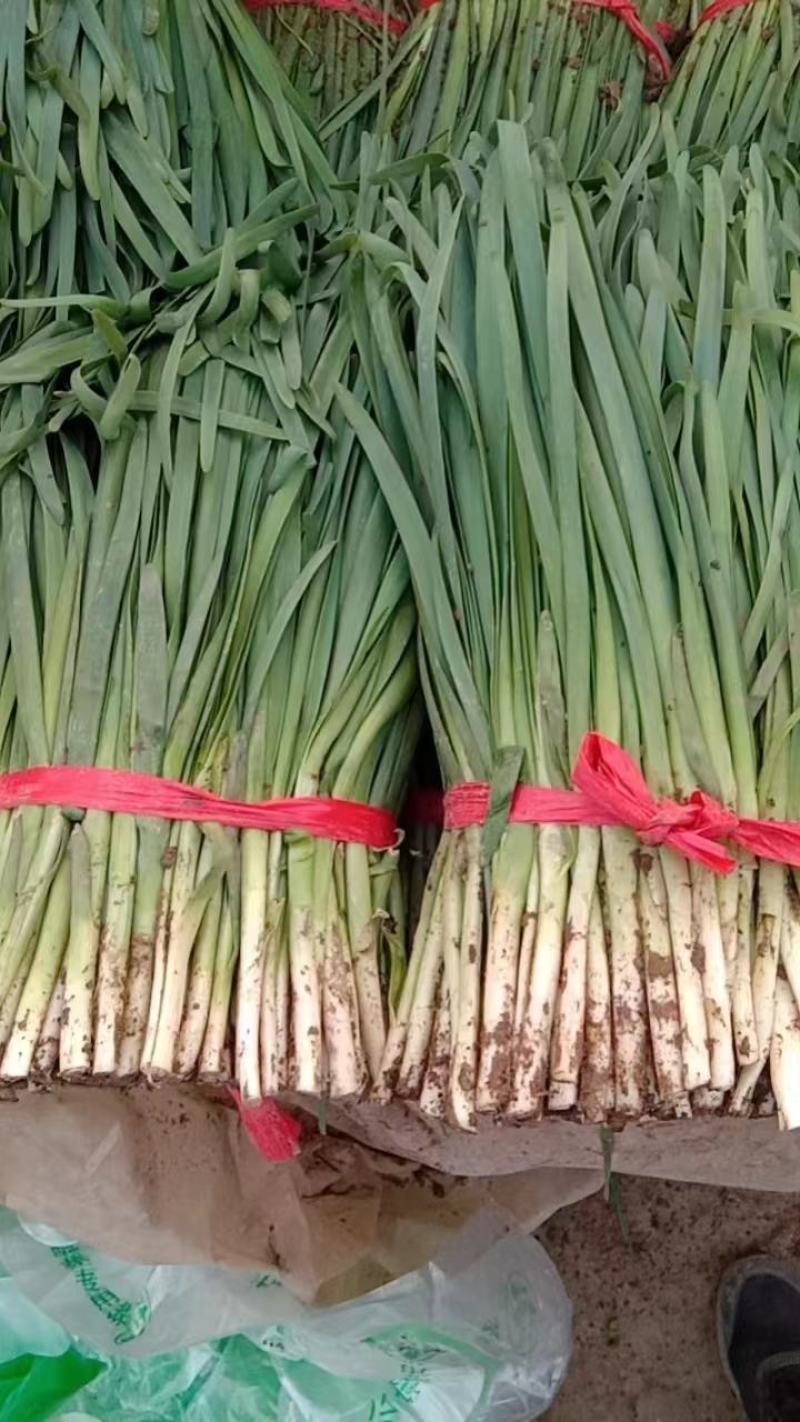 大叶韭菜精品上市