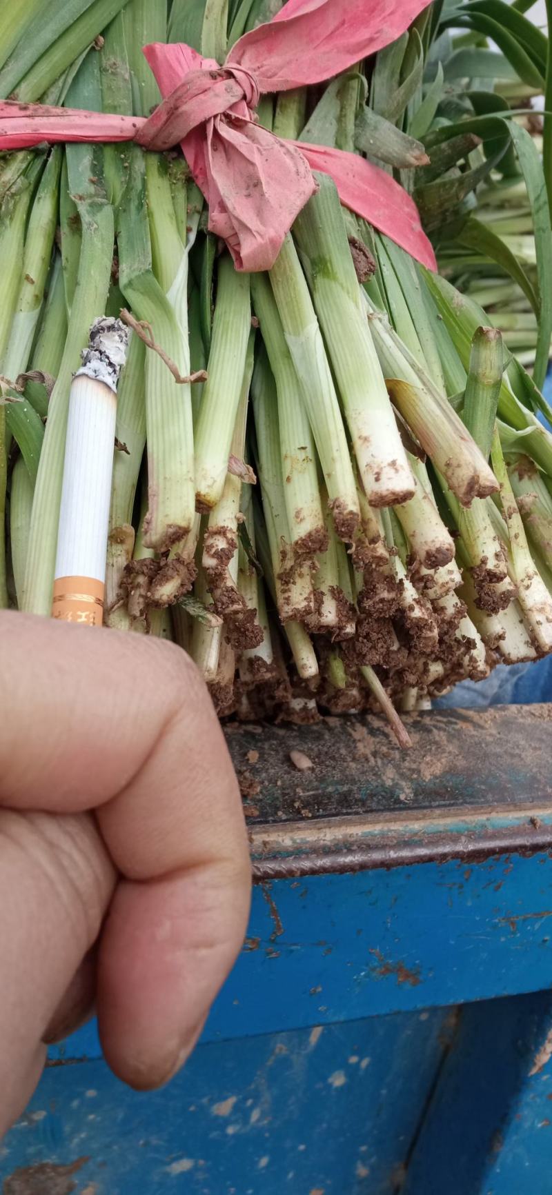 大叶韭菜精品上市