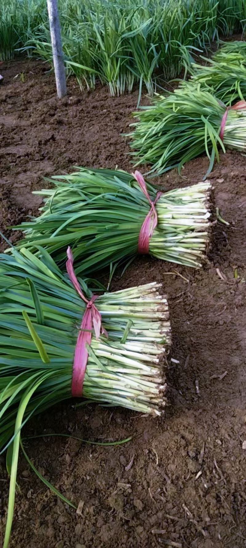 大叶韭菜精品上市