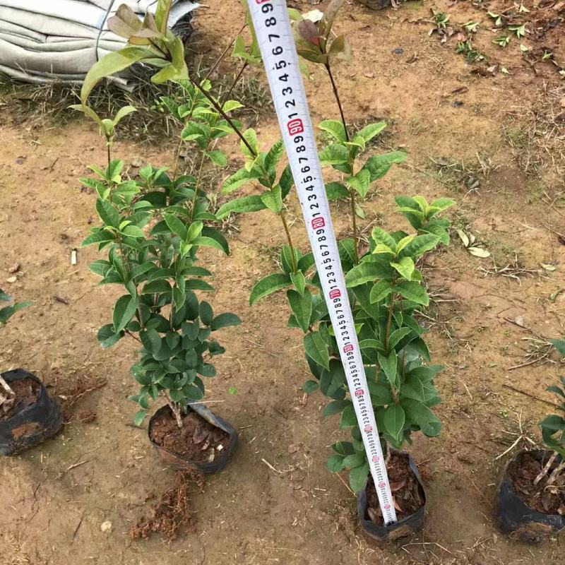 2303基地供应四季桂袋苗50-80cm高绿化灌木