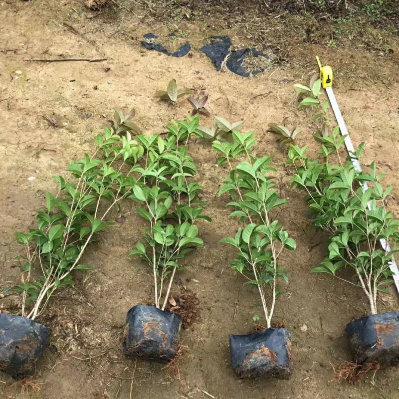 2303基地供应四季桂袋苗50-80cm高绿化灌木