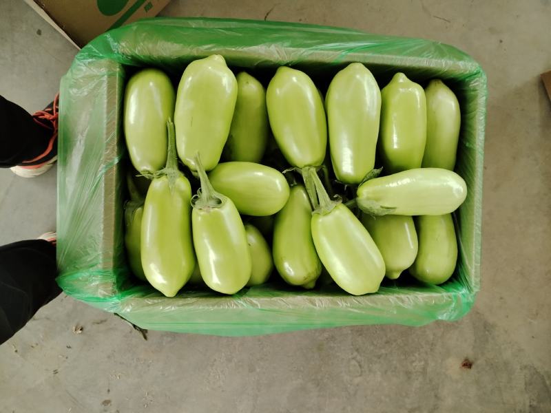 随州青茄茄子大量上市品质保证诚信经营实物为准