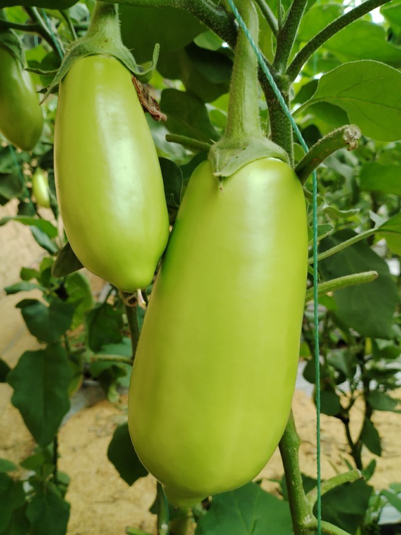 随州青茄茄子大量上市品质保证诚信经营实物为准