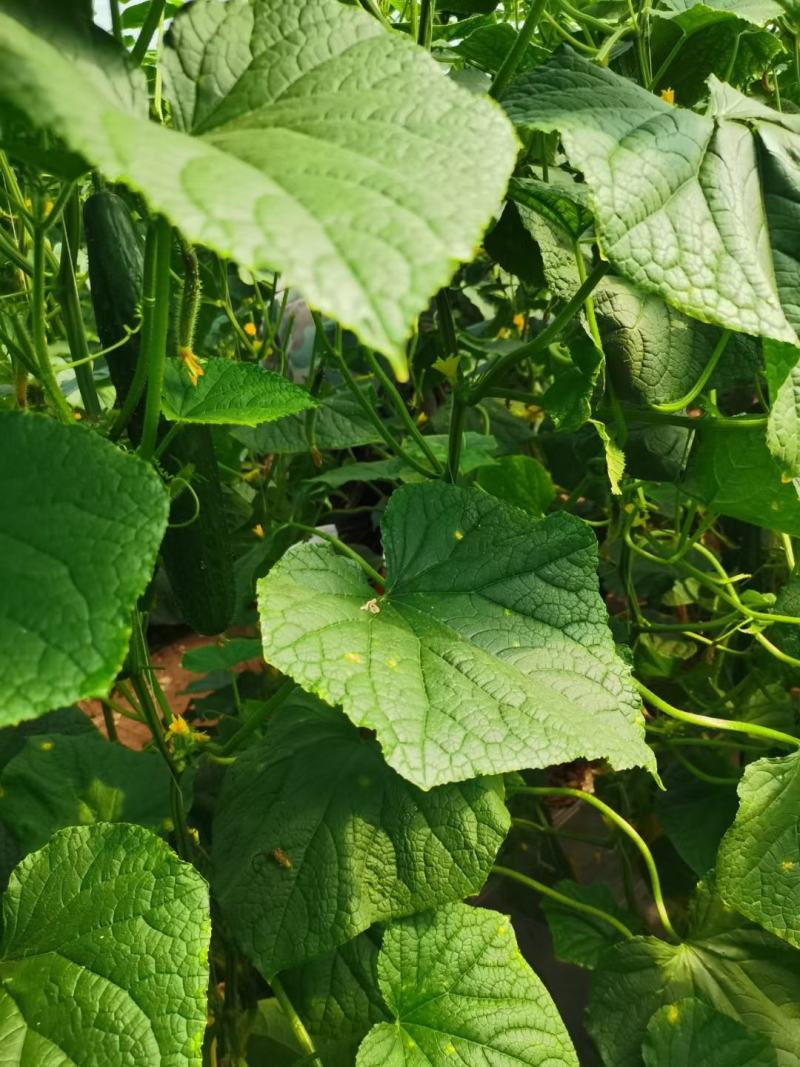 广西青瓜基地新鲜现摘现发