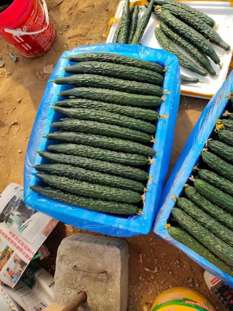 广西青瓜基地新鲜现摘现发