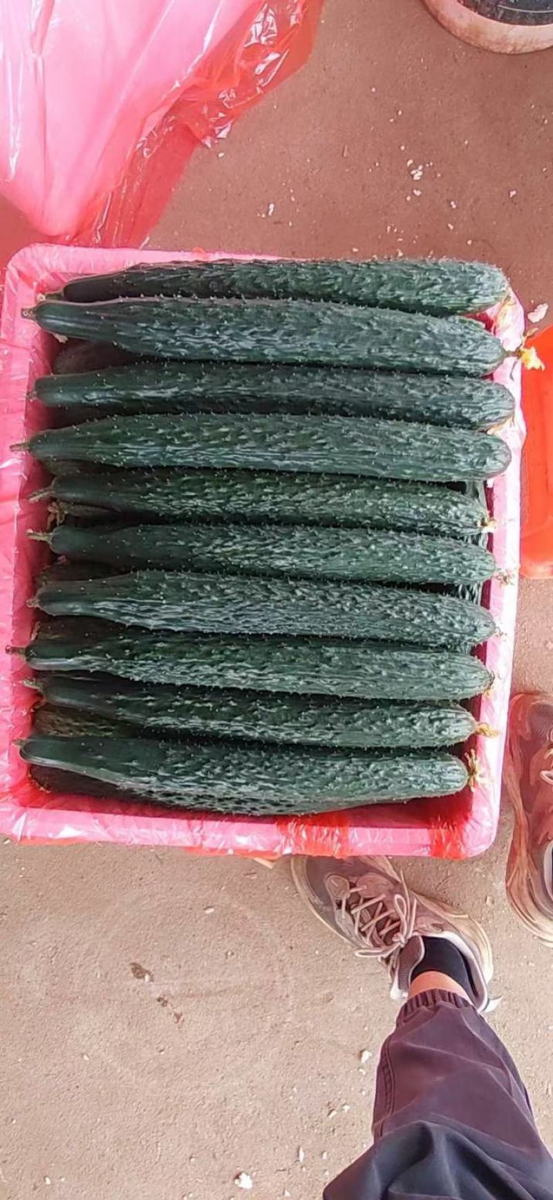 广西青瓜基地新鲜现摘现发