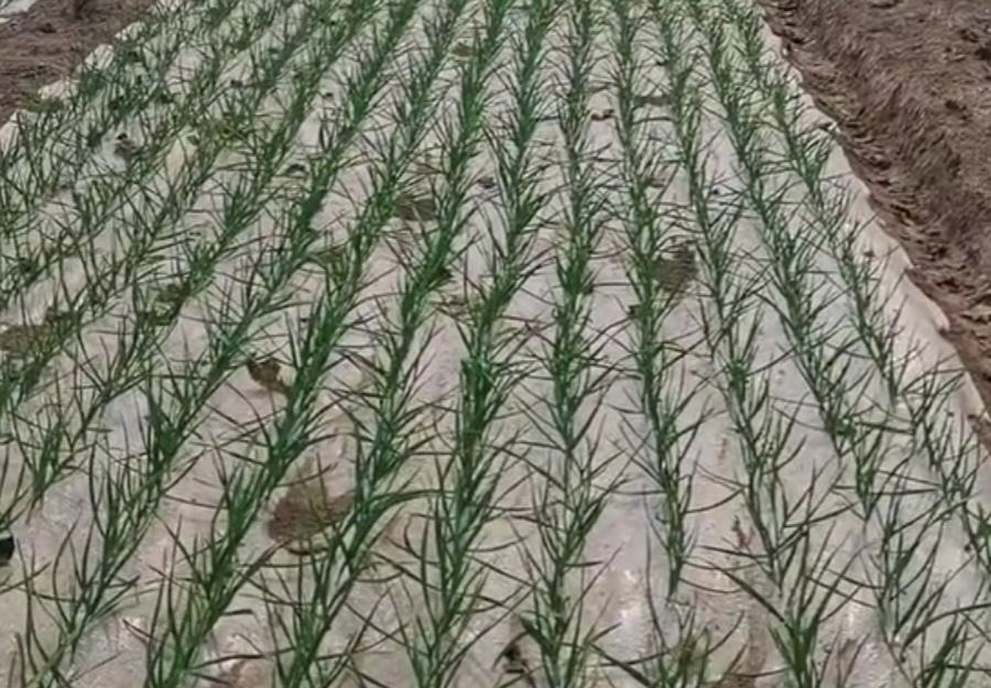 紫皮大蒜种植田地