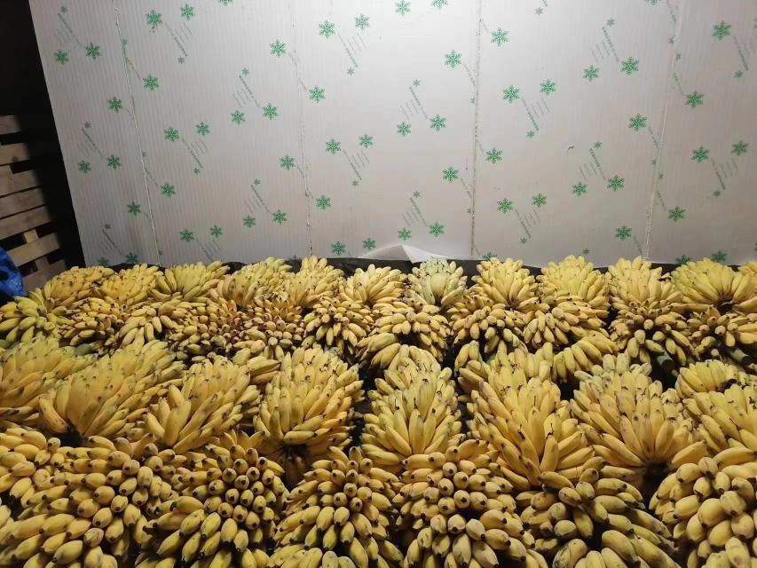 一排金黄色的小米蕉与一根普通香蕉并列摆放,突出其小巧体型;小米蕉表皮光滑无斑点,略微弯曲,果柄细长,整体呈现新鲜饱满状态 小米蕉特写对比图