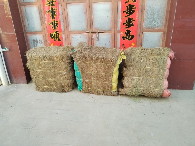 兰花参