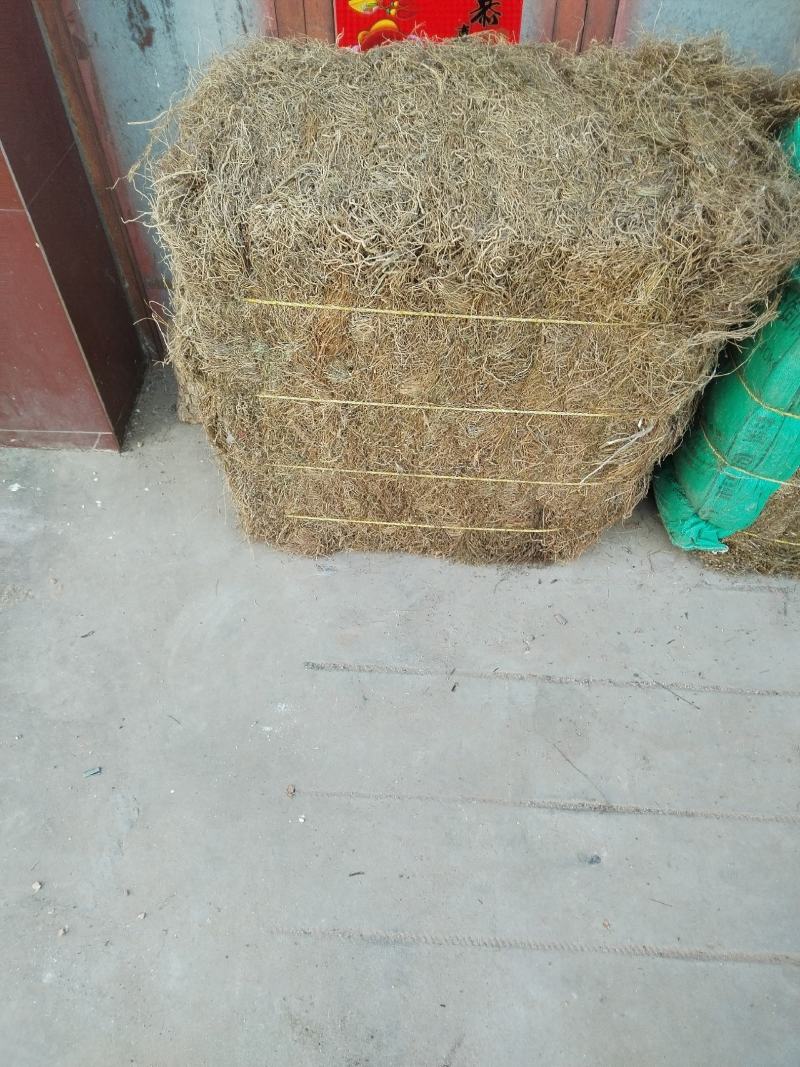 兰花参