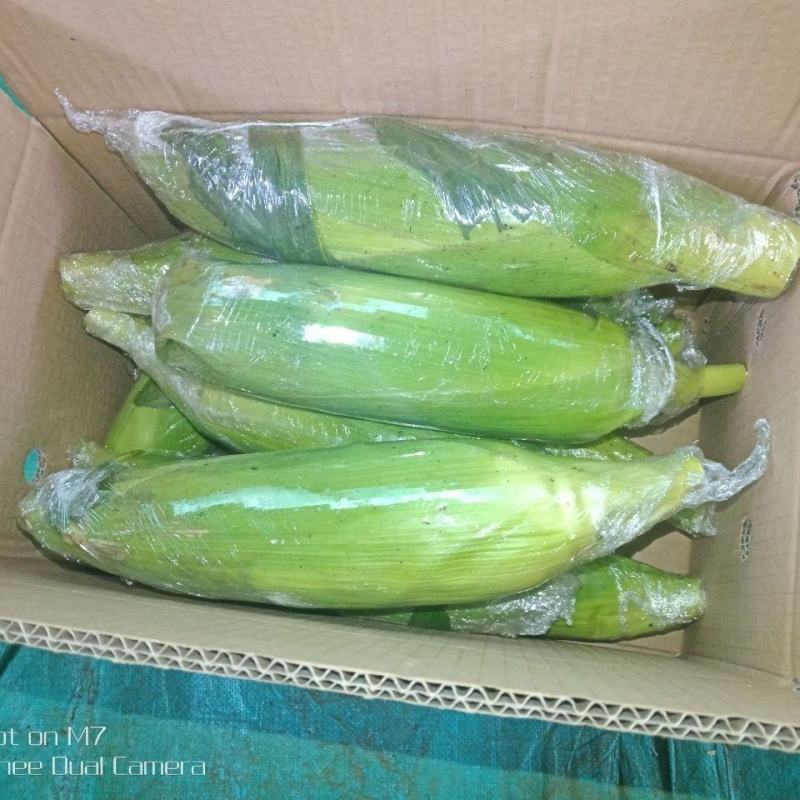 精品水果玉米，产地直发，对接商超，市场，支持全国发货！