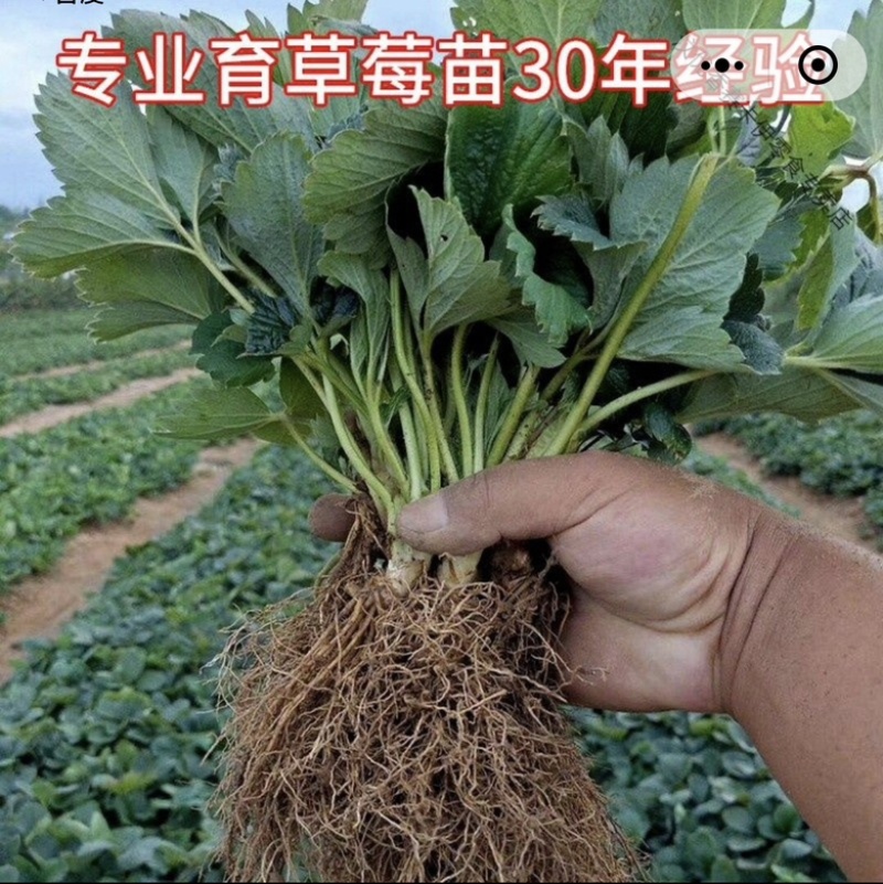 【牛商推荐】长丰优质红颜草莓苗基地现货直发欢迎致电订购