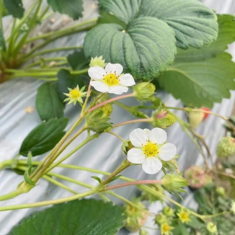 【牛商推荐】长丰优质红颜草莓苗基地现货直发欢迎致电订购
