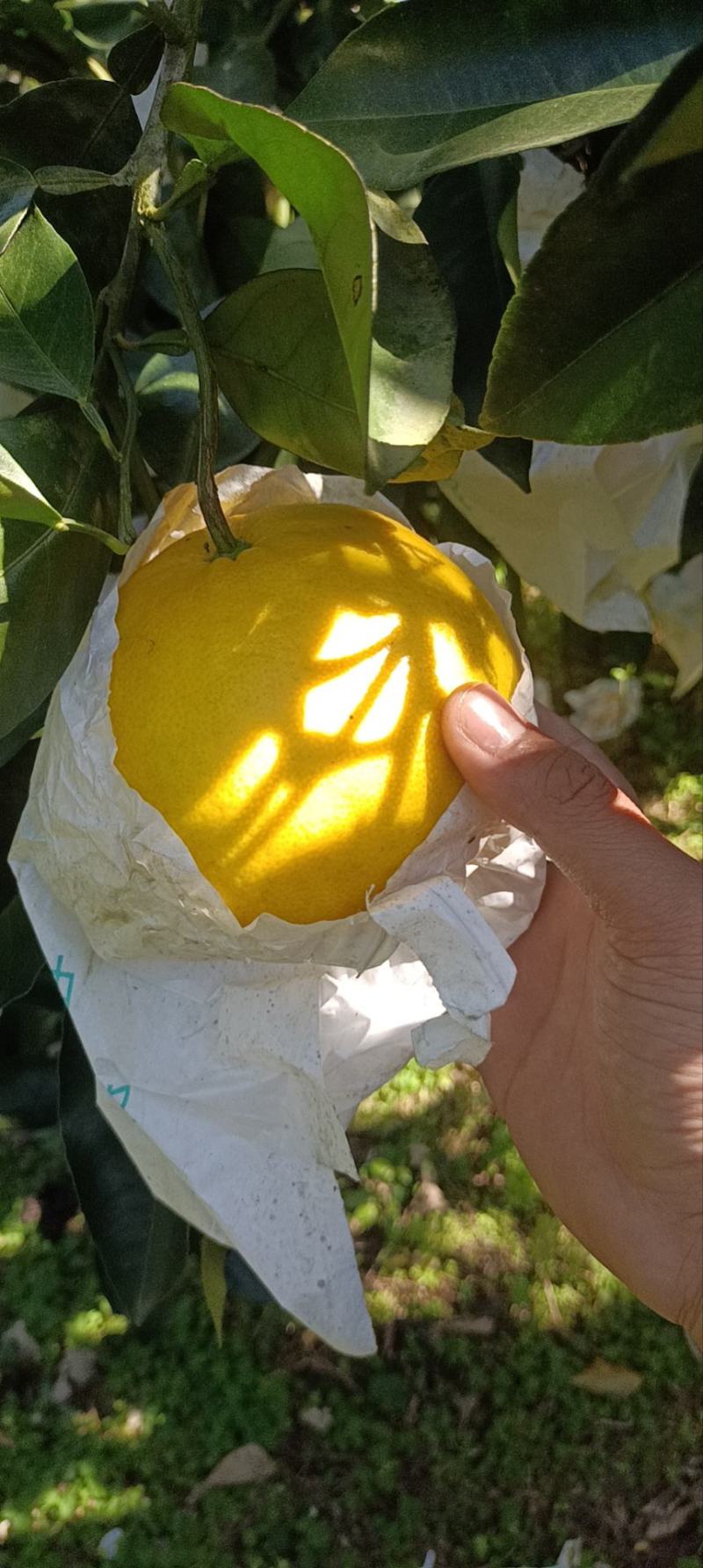 葡萄柚，爆汁爆甜，产地直发，价格美丽，货好量大！