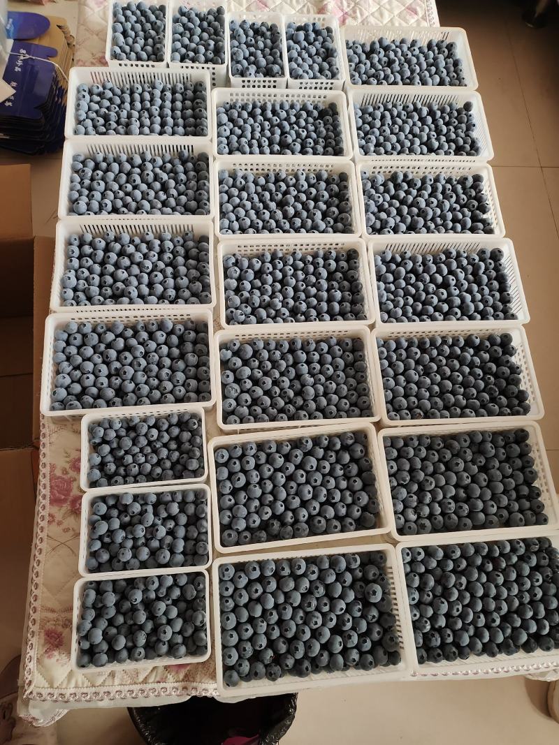 优质蓝莓